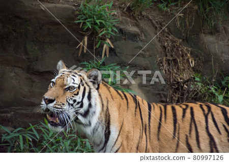 Amur Tora Amur Tora 80997126