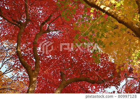 The process of autumn leaves The process of autumn leaves 80997128