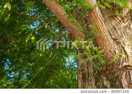 Metasequoia tree Metasequoia tree 80997249
