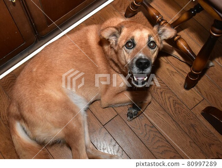 Dog surprise old dog shock Dog surprise old dog shock 80997289