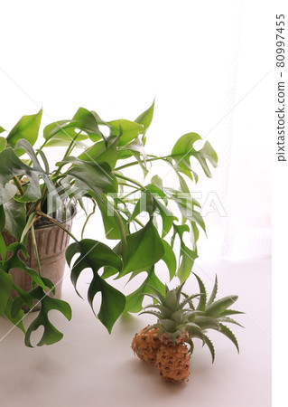 蘇打水 蘇打水 80997455