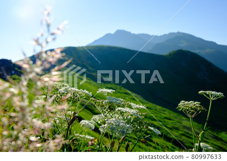 代表高山植物盛開的東北地區的名山鳥海（出羽富士） 80997633