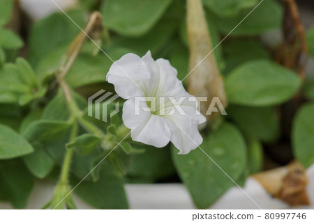 White petunia 80997746
