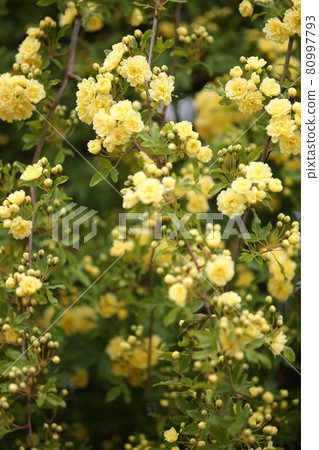 Mockow rose yellow 80997793