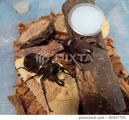 Caucasian beetle and beetle in the same insect cage 80997795
