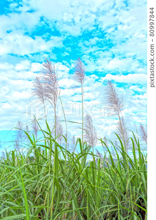 Sugarcane flowers: a seasonal feature of autumn and winter in Okinawa Sugarcane flowers: a seasonal feature of autumn and winter in Okinawa 80997844