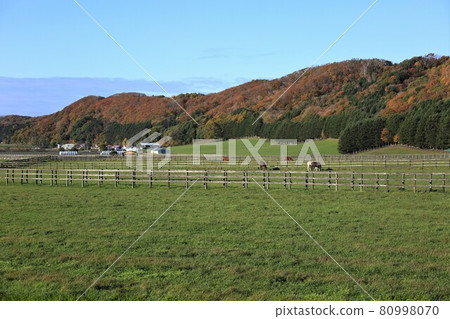 Ranch landscape, thoroughbred Ranch landscape, thoroughbred 80998070