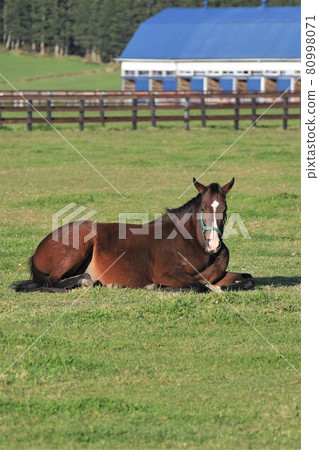 Ranch landscape, thoroughbred Ranch landscape, thoroughbred 80998071