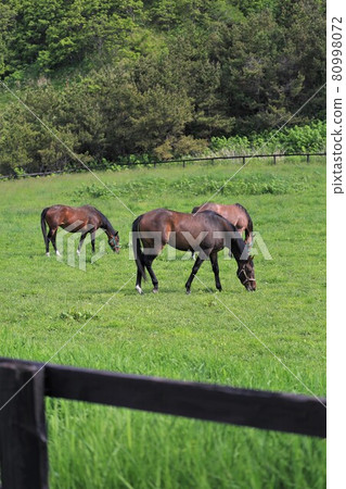 Ranch landscape, thoroughbred Ranch landscape, thoroughbred 80998072