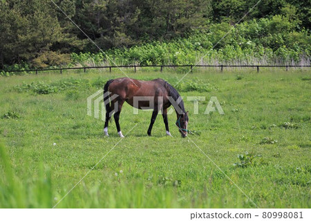 牧場風光，薩拉伯里德 80998081