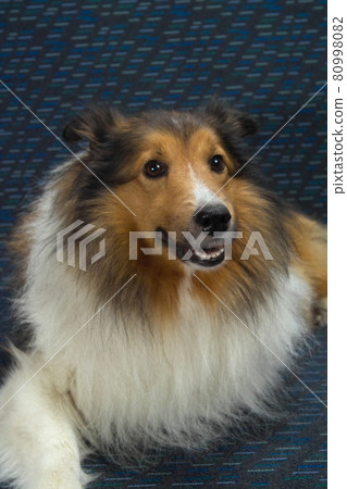 舒特蘭牧羊犬，可愛的謝爾蒂，年輕的成年犬，脖子上漂亮的白髮，毛色豐富，耳朵斷了 80998082