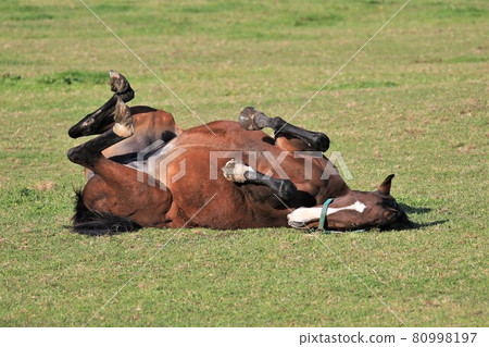 Ranch landscape, thoroughbred 80998197