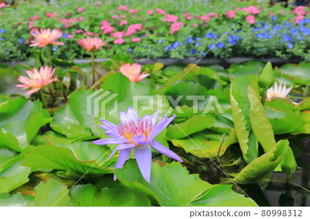 睡蓮足利花卉公園 睡蓮足利花卉公園 80998312