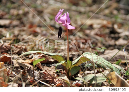 Katakuri flowers 80998405