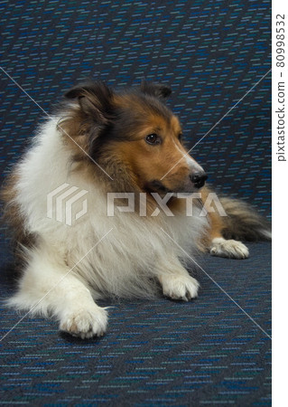 Shetland Sheep Dock, family member, cute pet dog, sleeping pose, sideways 80998532