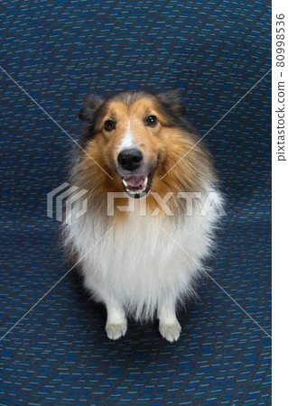 Shetland Sheep Dock, family member, cute pet dog, sitting, whole body, front 80998536