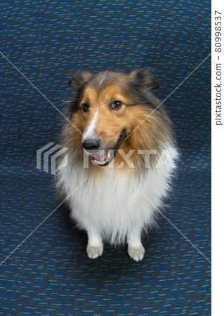 Shetland Sheep Dock, family member, cute pet dog, sitting, whole body, front 80998537