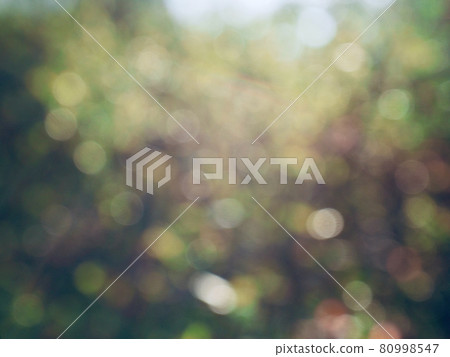 Abstract forest bokeh background, stray focus 80998547