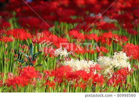 Senba-cho, Kawagoe-shi, Saitama Manju Saka (cluster amaryllis) 在 Senba Hikawa Shrine Senba-cho, Kawagoe-shi, Saitama Manju Saka (cluster amaryllis) 在 Senba Hikawa Shrine 80998560
