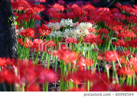 Senba-cho, Kawagoe-shi, Saitama Manju Saka (cluster amaryllis) at Senba Hikawa Shrine Senba-cho, Kawagoe-shi, Saitama Manju Saka (cluster amaryllis) at Senba Hikawa Shrine 80998564