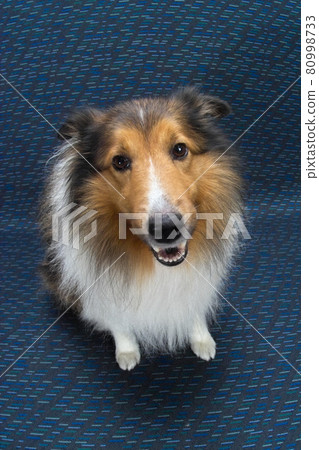 Shetland Sheep Dock 家人 可愛的寵物狗 坐著 全身 正面 凝視 照片素材 圖片 圖庫