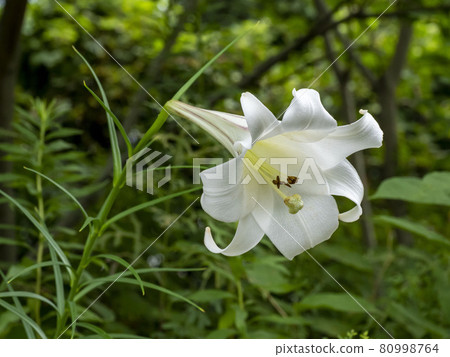 Takasago lily flower 80998764