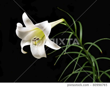 Lilium formosanum flowers on a black background 80998765