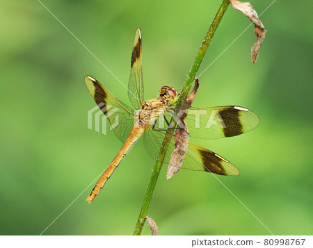 Immature sympetrum pedemone female 80998767