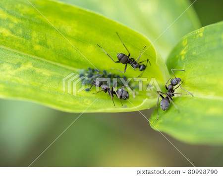 Formica japonica on the leaves Formica japonica on the leaves 80998790