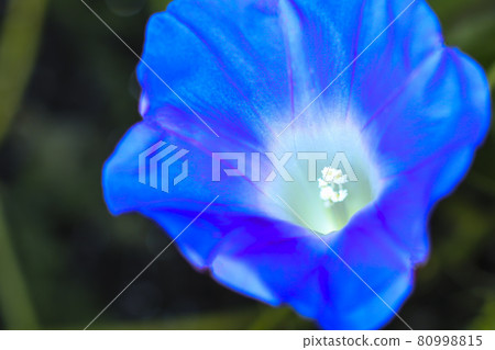 Morning glory Morning glory 80998815
