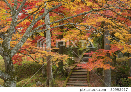 [Kyoto Prefecture] Ryuonji Temple Autumn Leaves Nantan City, Kyoto Prefecture 80998917