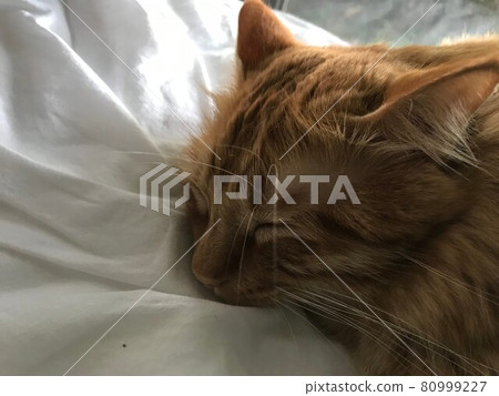A sleeping cat 80999227