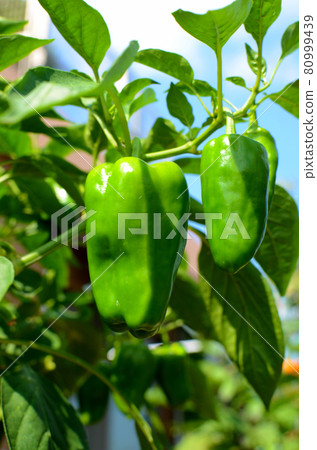 Fresh vegetables, peppers grown in the vegetable garden Fresh vegetables, peppers grown in the vegetable garden 80999439