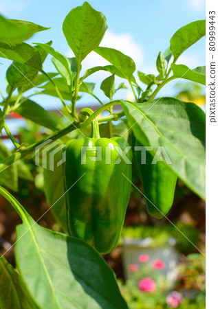 Bell peppers grown on a roof balcony with plenty of sunlight 80999443