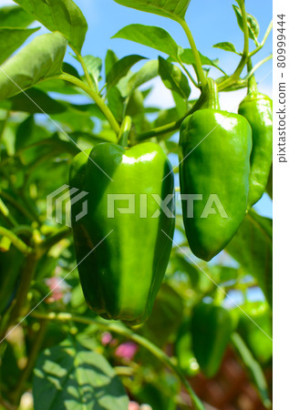 青椒漲，新鮮蔬菜，安全，放心，無農藥，自給自足 80999444