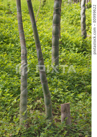 Kikkouchiku 80999622