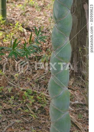 Kikkouchiku 80999623