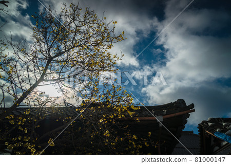 拍攝京都市左京區大連寺的日本五香粉 拍攝京都市左京區大連寺的日本五香粉 81000147