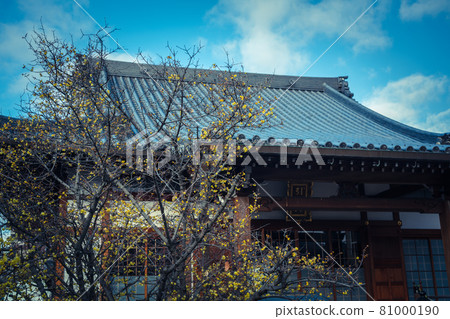 Photographed the Japanese allspice of Dairen Temple in Sakyo Ward, Kyoto City 81000190