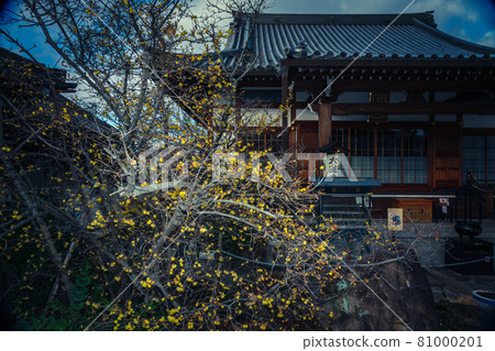 Photographed the Japanese allspice of Dairen Temple in Sakyo Ward, Kyoto City 81000201