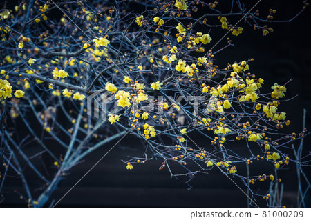 拍攝京都市左京區大連寺的日本五香粉 81000209