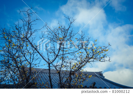 Photographed the Japanese allspice of Dairen Temple in Sakyo Ward, Kyoto City 81000212
