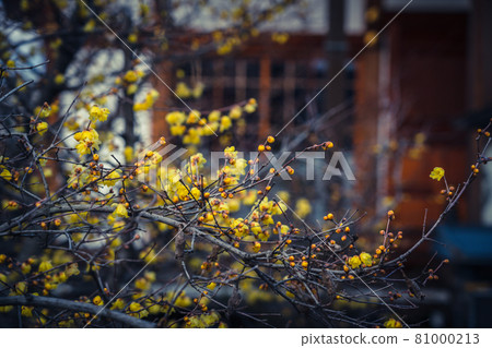 拍攝京都市左京區大連寺的日本五香粉 81000213