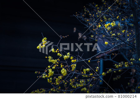 拍攝京都市左京區大連寺的日本五香粉 81000214