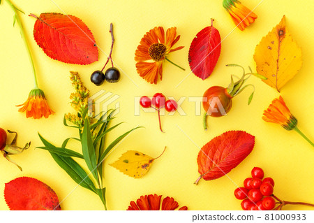 Autumn floral composition. Plants viburnum rowan berries dogrose fresh flowers colorful leaves isolated on yellow background. Fall natural plants ecology wallpaper concept. Flat lay, top view 81000933