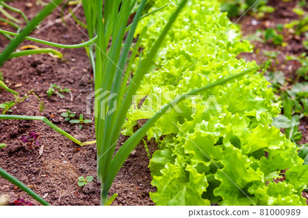 Agricultural field with green leaf lettuce salad and onion on garden bed in vegetable field 81000989