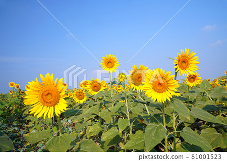 Sunflower 1340 81001523