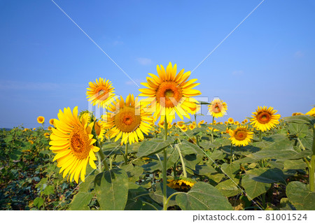Sunflower 1344 81001524