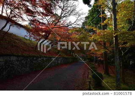 Autumn leaves at Manshuin Temple Autumn leaves at Manshuin Temple 81001578