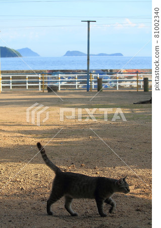 瀨戶內島貓 瀨戶內島貓 81002340